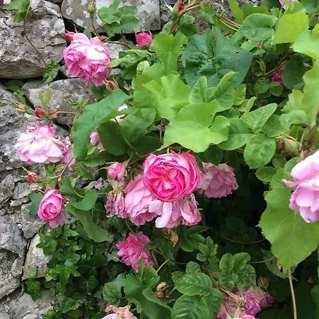 Fermoyle Farmhouse 3* Ballyvaughan